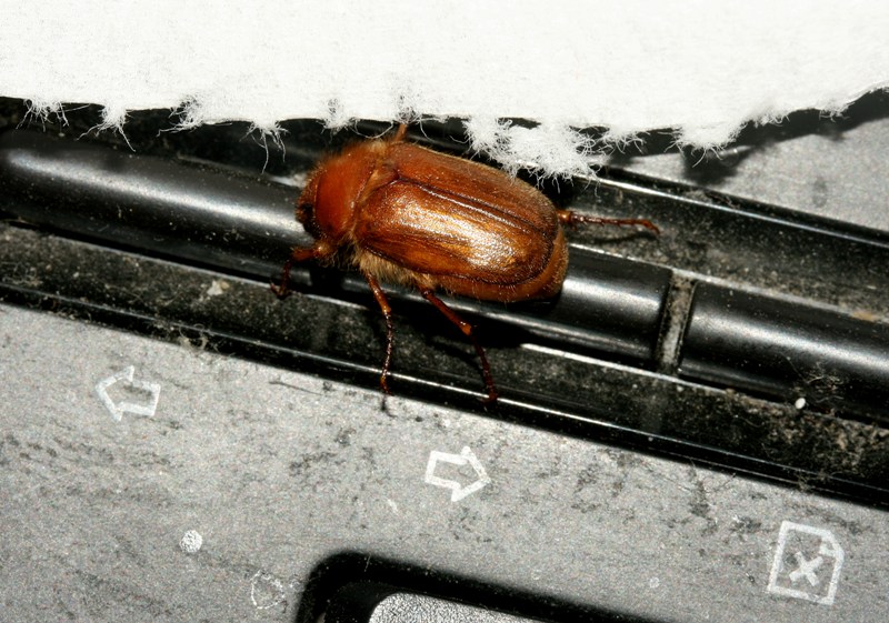 Visitor
